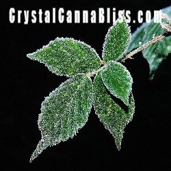 crystalcannablisslogo