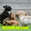 InstaWag.com