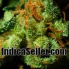 IndicaSeller.com