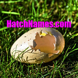 hatchnameslogo