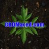 CBDMaxed.com